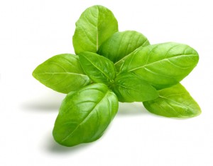 Basil