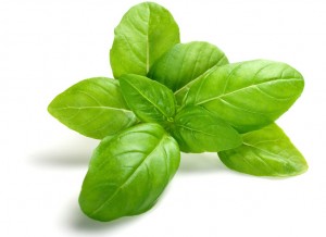 Basil